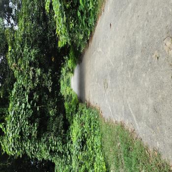 branch